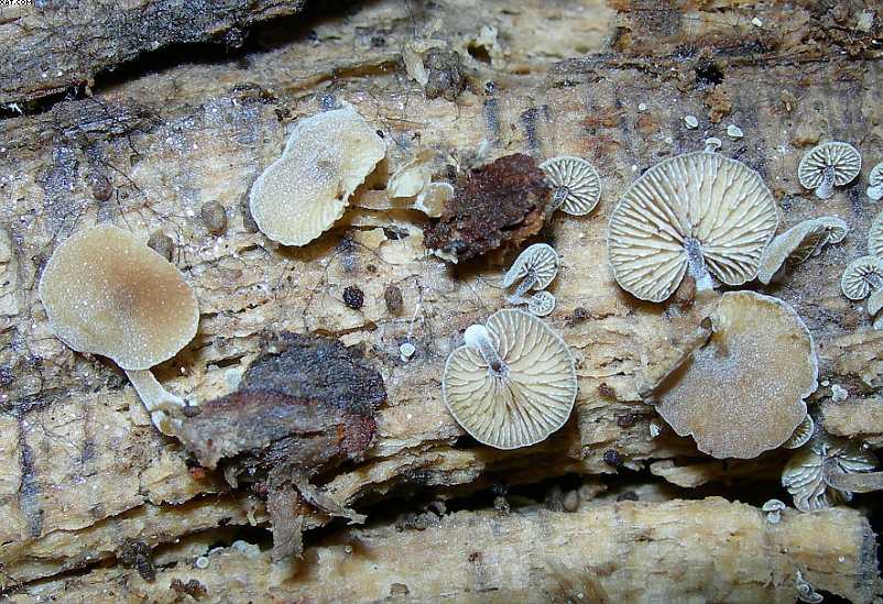 Simocybe haustellaris   ( Fr. )   Watling